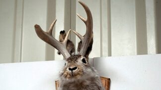 Bájný zajdalen: Prohání se v amerických lesích opilý králík s impozantním parožím?