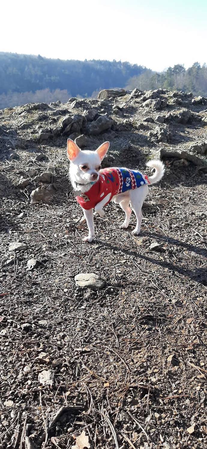 Čenda nosí oblečky. Ne proto, že by chtěl, ale proto, že mu je páníček rád kupuje. A v zimě mu není zima, což je pochopitelně plus.