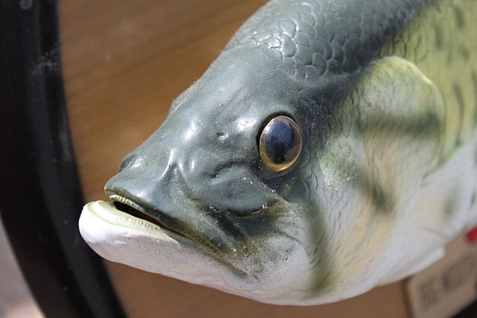 K zahození není ani zpívající ryba Big Mouth Billy Bass. Jednu má prý i britská královna Alžběta II.