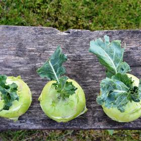 Kedlubna obsahuje spoustu vitamínu C a vápníku.