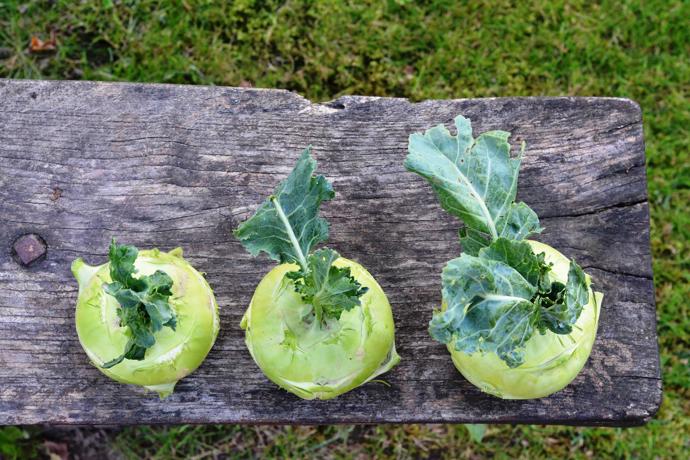 Kedlubna obsahuje spoustu vitamínu C a vápníku. 