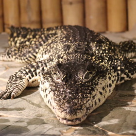 Zoo se pyšní několika obry, kteří by si s člověkem menšího vzrůstu jistě poradili.