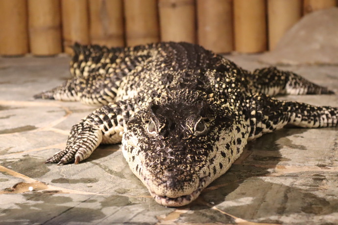 Zoo se pyšní několika obry, kteří by si s člověkem menšího vzrůstu jistě poradili.
