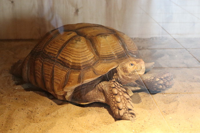 Želva ostruhatá se může dožít až 150 let. V Krokodýlí zoo chovají nejvíce suchozemských želv ze všech evropských institucí tohoto typu.