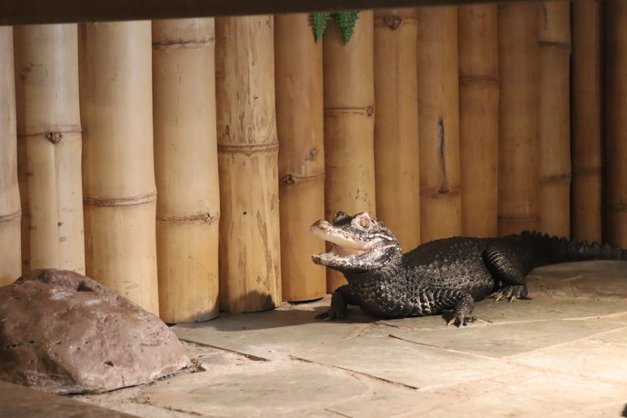 V průměru se krokodýli dožívají podobného věku jako lidé.
