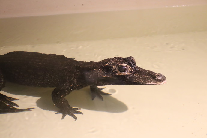 Některé druhy dosahují délky pouhých 30 centimetrů, jiné mohou dorůst až 10 metrů.