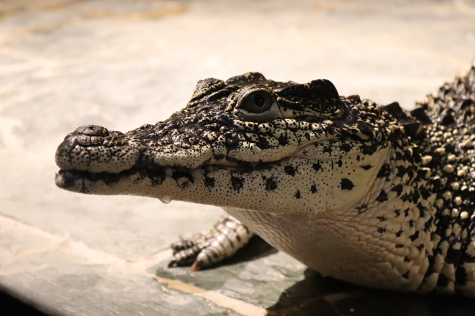 Krokodýli jsou překvapivě chytrá zvířata - a také mrštná. Tělo mohou vymrštit kolmo nad hladinu, když útočí na kořist.