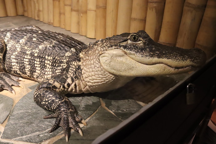 V zoo najdeme pětadvacet těchto krasavců.