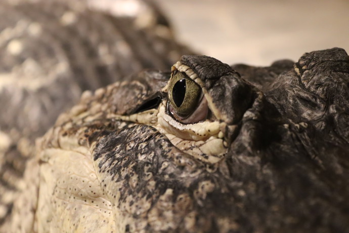 Oko krokodýla kryje jemná blanka zvaná mžurka. Když krokodýl požírá potravu, skutečně u toho roní slzy, aby povrch oka přirozeně zvlhčil.