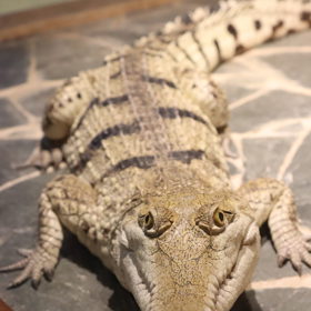 Krokodýli jsou bez nadsázky přežívající fosílie. Jejich předchůdci, archosauři, obývali planetu již před 280 miliony let.