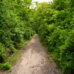 K hřbitovu Bachelor's Grove vede pěkná lesní cesta.