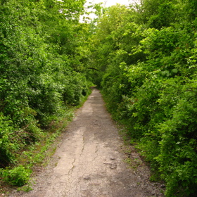 K hřbitovu Bachelor's Grove vede pěkná lesní cesta.