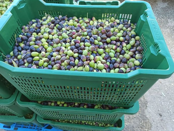 Úrodu oliv měla Klára Doležalová navzdory nepřízni počasí ucházející.