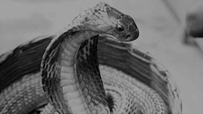 Neuvěřitelné tělo Evatimy Tardo: Milovala hadí jed, její kousky obdivoval i Harry Houdini