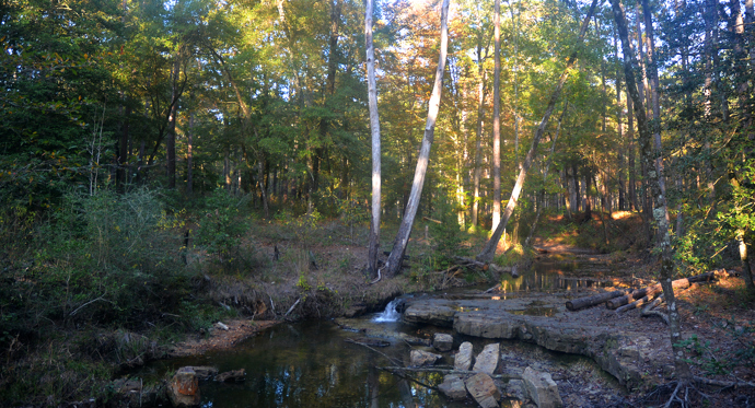 Angelina National Forest v Tennessee má obývat duch ženy, která zde zemřela při podivné nehodě, jenž se udála na pile jejího partnera.