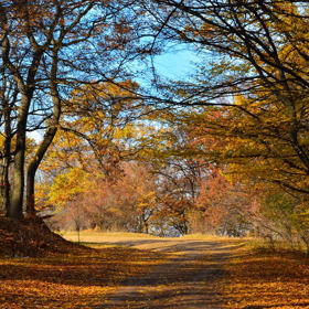Rumunský les Hoia-Baciu je známý jako "Bermudský trojúhelník Transylvánie". Prý se v něm zjevuje UFO a nechybí ani portály do jiných světů.