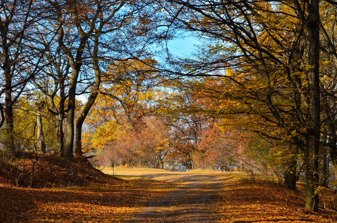 Rumunský les Hoia-Baciu je známý jako "Bermudský trojúhelník Transylvánie". Prý se v něm zjevuje UFO a nechybí ani portály do jiných světů.