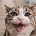 Býk (21. 4. – 21. 5): O Býcích se říká, že jsou tvrdohlaví stejně jako kočky, proto by si měli pořídit právě tohoto domácího mazlíčka. Oba jsou stejní, často ignorantští, dělají prostě jen to, co se jim chce.