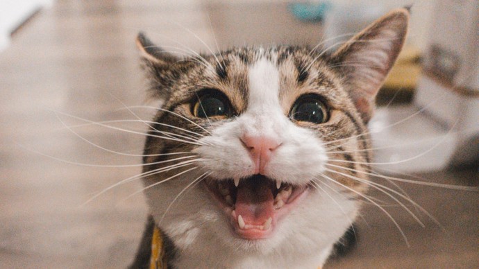 Býk (21. 4. – 21. 5): O Býcích se říká, že jsou tvrdohlaví stejně jako kočky, proto by si měli pořídit právě tohoto domácího mazlíčka. Oba jsou stejní, často ignorantští, dělají prostě jen to, co se jim chce.