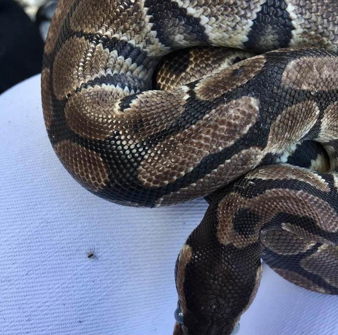 Nakonec rozhodlo přání syna Antonína a koupil se had, ze kterého je nakonec hadí slečna.