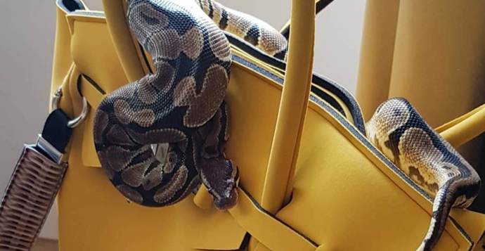 Darthička je skutečným živým šperkem.