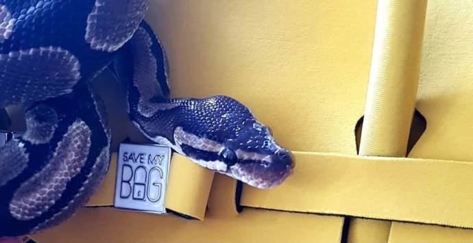 Darthička je sympatická hadí slečna.