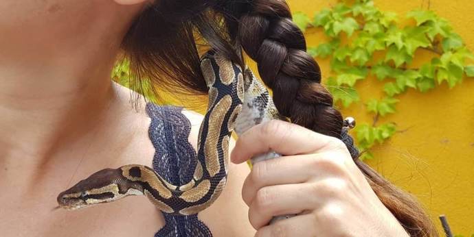 Krajta královská je netypickým domácím mazlíčkem.