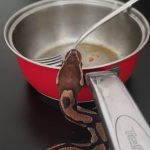 Darthička přitom dlouho své pohlaví tajila.