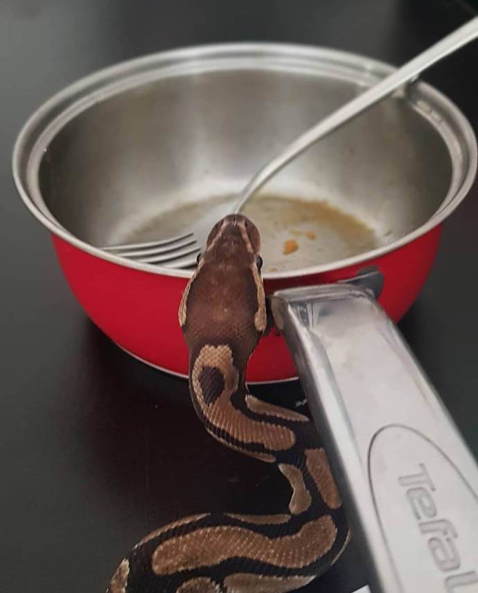 Darthička přitom dlouho své pohlaví tajila.