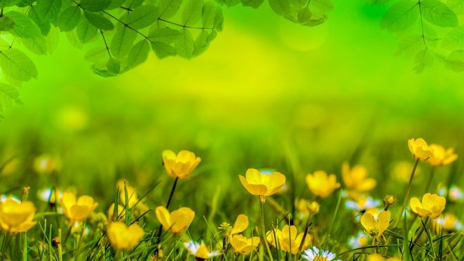 Jarní zahrádky se probouzí, jak na ty nejkrásnější květy?