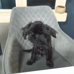 Ve studiu nechybělo štěně grifonka, Emil, kterého si Adéla s partnerem nedávno pořídila.