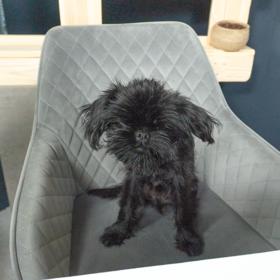 Ve studiu nechybělo štěně grifonka, Emil, kterého si Adéla s partnerem nedávno pořídila.