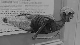 Mořská panna z Fidži: Podivné stvoření fascinovalo celou Ameriku, přitom šlo o opici sešitou s rybou