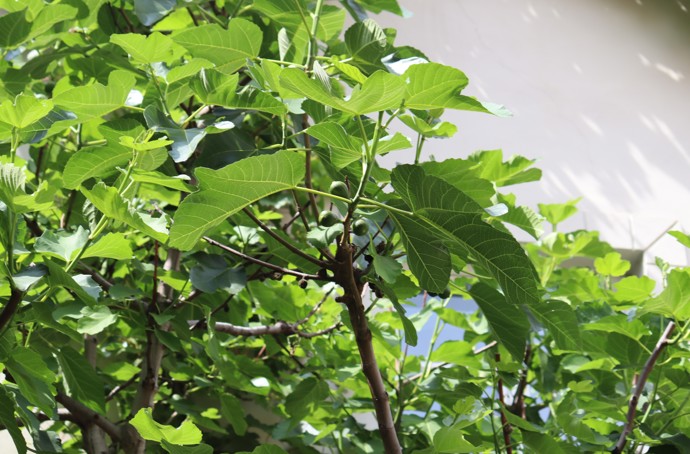 Nejraději sedává pod velkým fíkovníkem, který v létě plodí čerstvé ovoce.