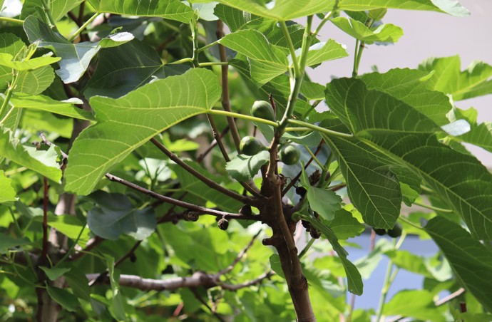 Fíky na stromě skutečně rostou po celá staletí.