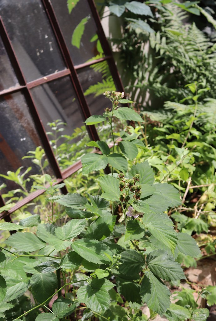 Na dvorku pěstuje také maliny a ostružiny...