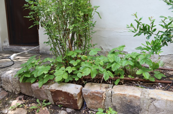 ... nebo lesní jahody.