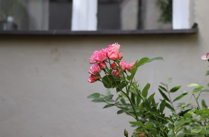 Veronika Petruchová říká, že má na svém pražském dvorku malou Moravu.