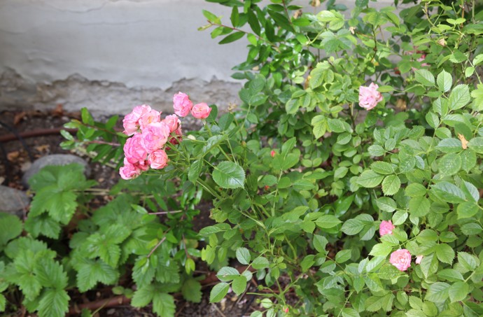 Nechybí ani růže.