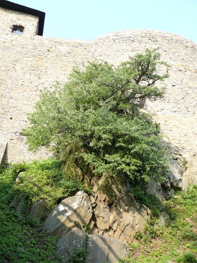 Dle pověsti se měl u bran hradu objevit pocestný, když se rodu Ludanickým, jenž zrovna na Helfštýně panoval, narodila dcera Kateřina. Prosil panstvo, aby ho nechalo u sebe přečkat bouřku. Odmítli ho a vyhnali ven. To poutníka rozčílilo natolik, že do skály zabořil hůl a rod proklel. Řekl, že z hole vyroste planá hrušeň a že jejich rod bude stejně neplodný. A vskutku, manželství Kateřiny a Petra Voka bylo bezdětné. Oba rody tak vymřely.