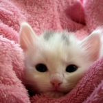 Proč je dobré být někdy líná: Známe nejlepší způsoby, jak se válet a odpočívat?