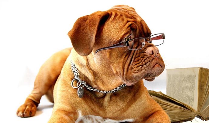 Pes vnímá změny vůně lidského potu, které mohou indikovat různé nemoci. 