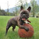 Říká se, že pes je nejvěrnější přítel člověka. Něco na tom bude, protože například dokáže včas odhalit blížící se epileptický záchvat a tím svému majiteli zachránit život.