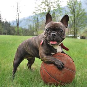 Říká se, že pes je nejvěrnější přítel člověka. Něco na tom bude, protože například dokáže včas odhalit blížící se epileptický záchvat a tím svému majiteli zachránit život.