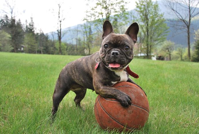 Říká se, že pes je nejvěrnější přítel člověka. Něco na tom bude, protože například dokáže včas odhalit blížící se epileptický záchvat a tím svému majiteli zachránit život.