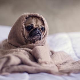 Kromě změny zdraví pes dokáže odhalit třeba i brzké těhotenství.