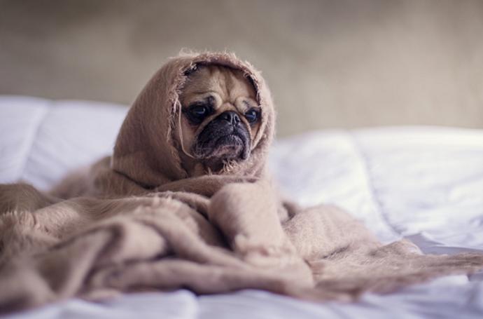 Kromě změny zdraví pes dokáže odhalit třeba i brzké těhotenství. 