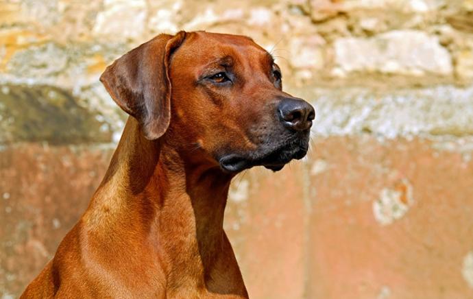 Psi, jako citliví tvorové, výborně "předpovídají" změnu počasí, která se odráží na jejich chování. 