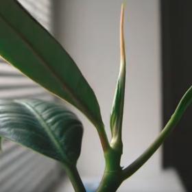 Toxiny sice člověk moc nevnímá, ale z cigaretového kouře vás může pořádně bolet hlava.