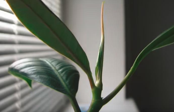 Toxiny sice člověk moc nevnímá, ale z cigaretového kouře vás může pořádně bolet hlava.
